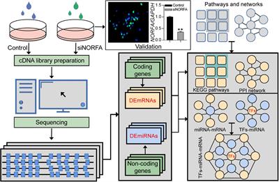 Transcriptomic Data Analyses Reveal That Sow Fertility-Related lincRNA NORFA Is Essential for the Normal States and Functions of Granulosa Cells